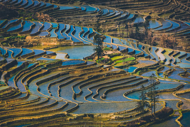 istock yuanyang rice terrace  , Yunnan china 980989768