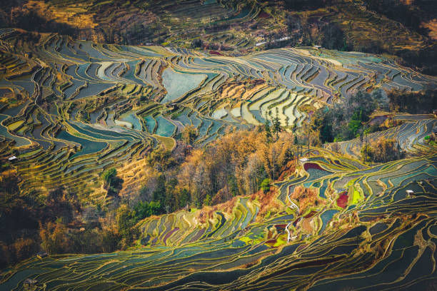 istock yuanyang rice terrace  , Yunnan china 980989774