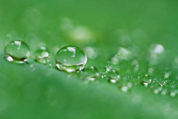 istock Drops on tropical leaf after rain day 980991228