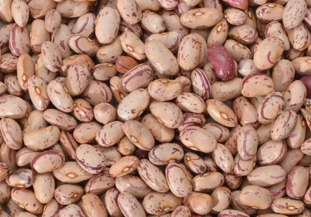 istock Pile Cranberry Bean isolated on  background . Cranberry beans are rounded with red specks. 980993162