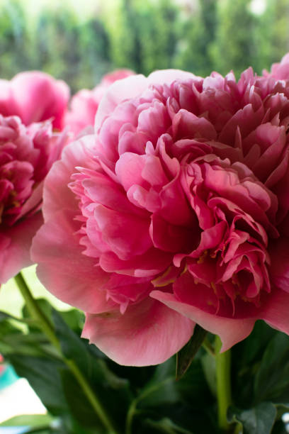 istock beautiful romantic pink peony 980996294
