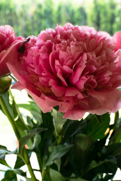 istock beautiful romantic pink peony 980996348