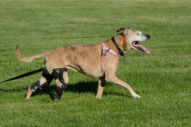perro activo feliz con dos llaves de ortesis - on one knee fotografías e imágenes de stock