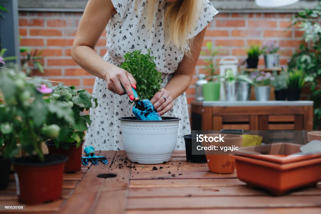 Repotting In Backyard Woman repotting basil on the table in her backyard. Potting Stock Photo