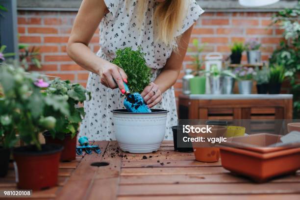 Repotting In Backyard Stock Photo - Download Image Now - Potting, Flower Pot, Plant
