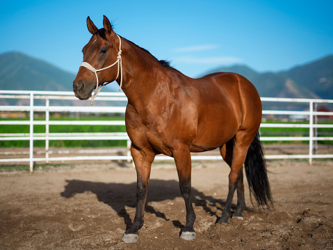 A quarter horse standing against a white rail fence with mountains in the background. Utah, USA.
