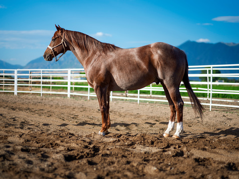 A quarter horse standing against a white rail fence with mountains in the background. Utah, USA.