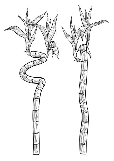 Bamboo branch, leaf illustration, drawing, engraving, ink, line art, vector Illustration, what made by ink and pencil on paper, then it was digitalized. bamboo twist stock illustrations