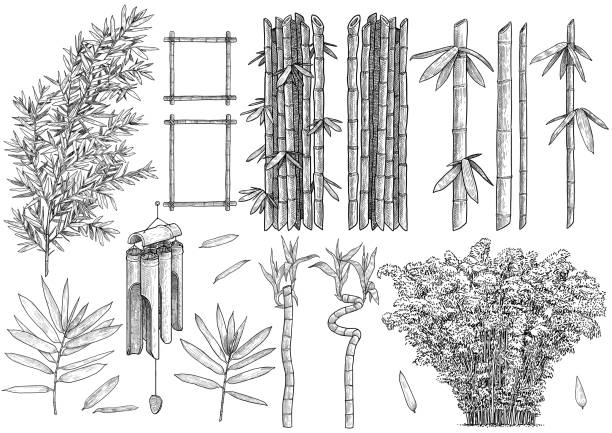 ilustracja z bambusa, rysunek, grawerowanie, tusz, grafika liniowa, wektor - feng stock illustrations