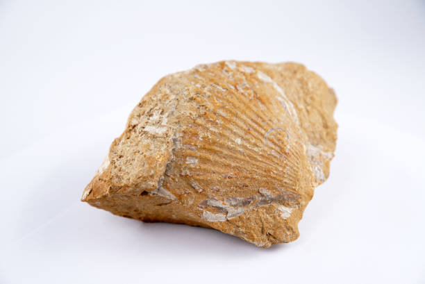 Rudists embeded in sandstones, cross sections.\nCretaceous marine fossis near Barcelona.
