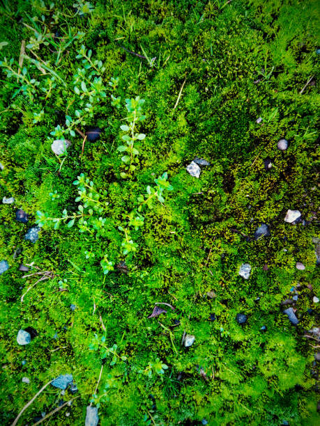 Soil with carpet of intense green moss in autumn.