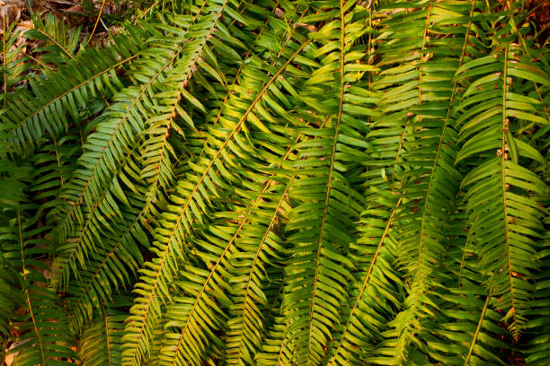 a picture of an exterior Pacific Northwest forest with Sword ferns