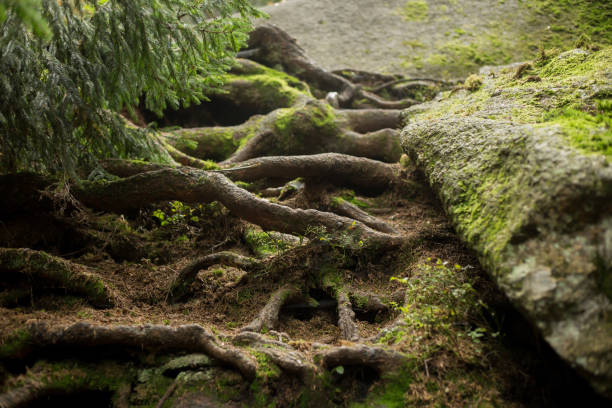 istock Great roots growing in the middle of the forest 981039526