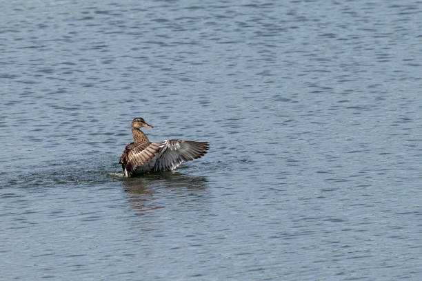 istock Female mallard duck with out stretched wings 981040032