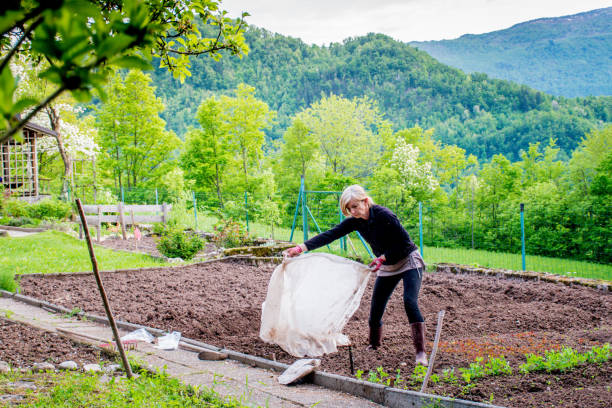 istock Woman Gardening 981040152