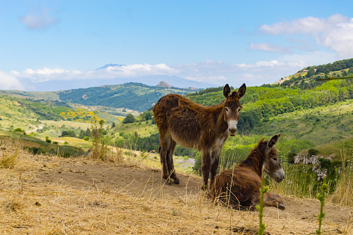 Two donkeys on a mound in a meadow in the mountains