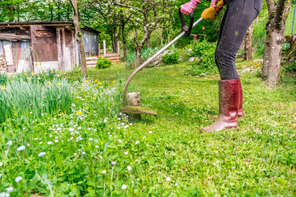 mulher cortando a grama no quintal da casa - podador - fotografias e filmes do acervo