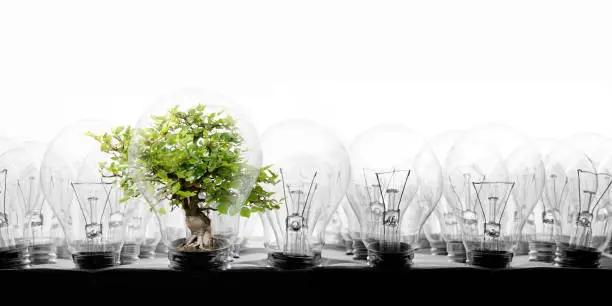 Photo of light bulbs in rows with tree on white background; concept of ecology, power saving, standing out, uniqueness and innovation