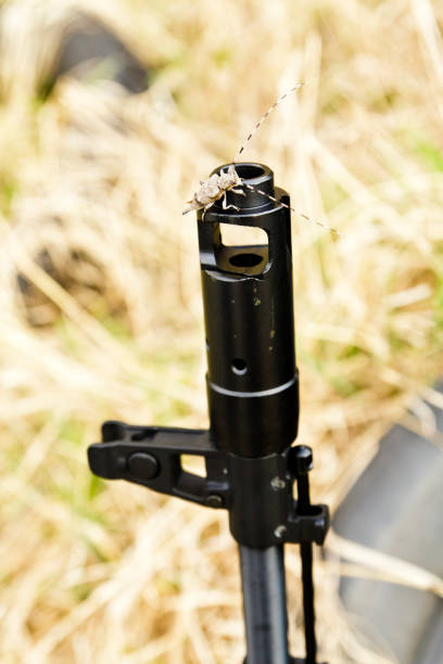 Pine sawyer beetle is sitting on the machine gun.