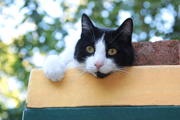 cute black and white cat lying on a beehive underneath a tree