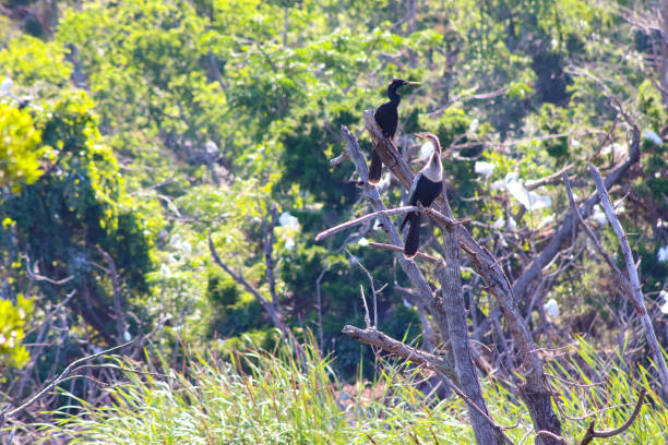 istock Anhinga from Pinckney Island 981051028