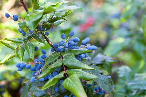 Close-up on the dark bluish-black berries of the Mahonia aquifolium (Oregon grape).