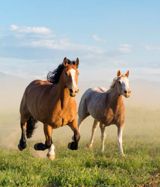 istock Wild Horse Running Through The Grass In Utah 981053516