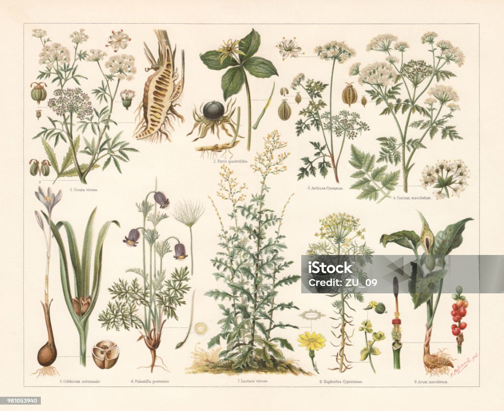 Poisonous plants, lithograph, published in 1897 Poisonous plants: 1) Cowbane (Cicuta virosa) with fruits, schizocarps, blossom and sliced root (right); 2) Herb-paris (Paris quadrifolia) with fruit and stamen (right); 3) Fool's parsley (Aethusa Cynapium) with blossom, schizocarp and fruits; 4) Hemlock (Conium maculatum) with fruit and blossom; 5) Autumn crocus (Colchicum autumnale) with root (left) and fruit (cross section); 6) Small pasque flower (Pulsatilla pratensis) with fruits (cross section); 7) Wild lettuce (Lactuca virosa) with blossom and fruit (cross section); 8) Cypress spurge (Euphorbia Cyparissias) with blossoms and female blossom (top); 9) Snakeshead (Arum maculatum) with blossom and fruits. Lithograph after Paul Behrend (German agricultural chemist, 1853 - 1905), published in 1897. Herb stock illustration