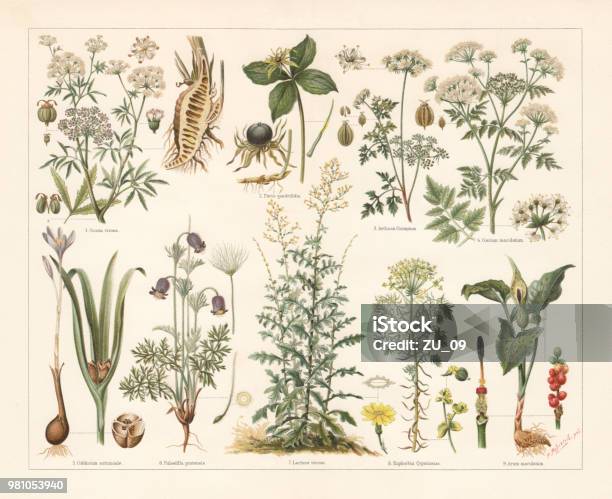 Poisonous Plants Lithograph Published In 1897 Stock Illustration - Download Image Now - Herb, Illustration, Lithograph