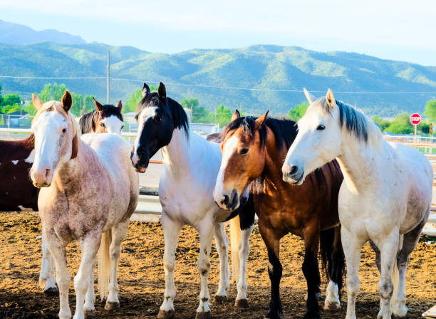 istock Bronco Horses In Pens Outside A Rodeo In Utah 981057140