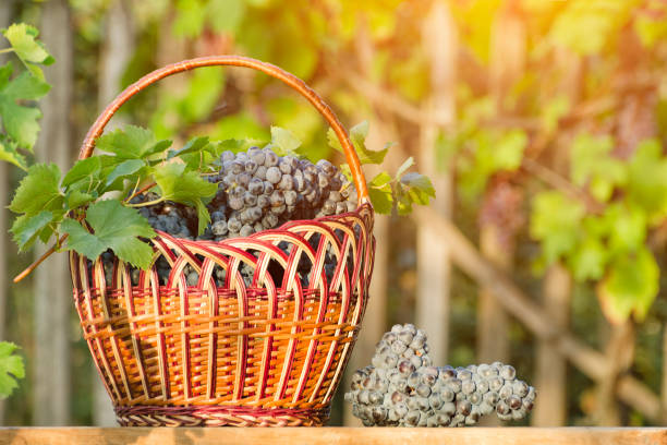 istock Basket with grapes on the hedge background. Sunlight 981057440