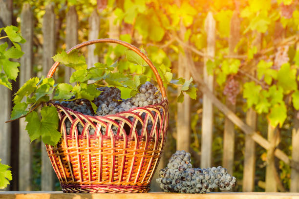 istock Basket with grapes on the hedge background. Sunlight 981057442
