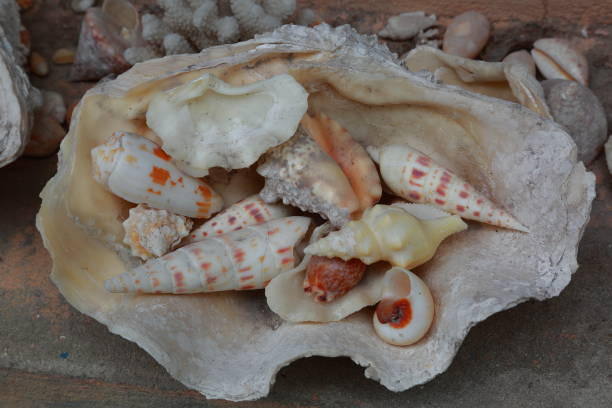 istock Close up view of beautiful shell decoration. Few smaller shells in one big shell. Decoration concept. Beautiful background. 981058470