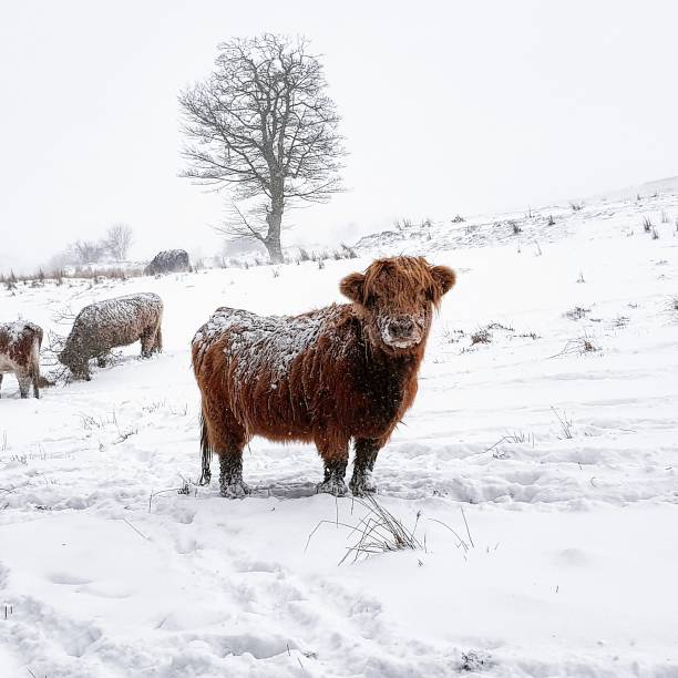 Cold Co Farm 13,900+ Cow Snow Stock Photos, Pictures & Royalty-Free Images - iStock