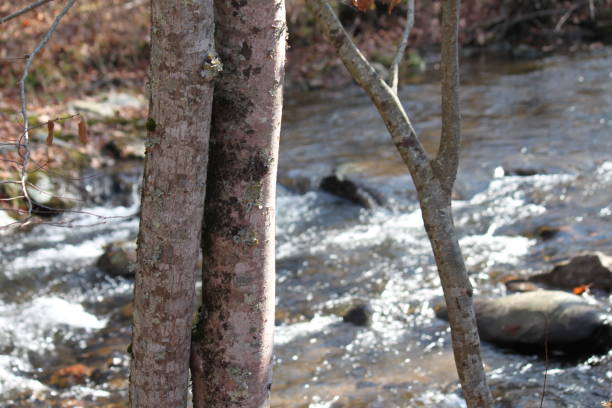 Western North Carolina