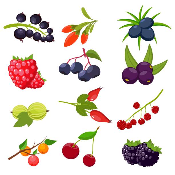 ilustrações de stock, clip art, desenhos animados e ícones de set berries isolated on white background: currant, cherry, raspberries, rowan, gooseberry, dogrose, blackberry, goji, juniper. vector illustration - blackberry currant strawberry antioxidant