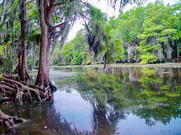 istock Maurepas Bayou old river louisiana swamps 981068574