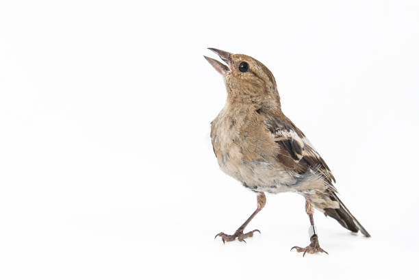 istock Female Chaffinch (Fringilla coelebs) isolated on white background 981069696