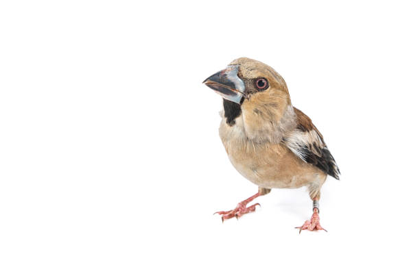 istock Female Hawfinch (Coccothraustes coccothraustes), isolated on white background 981069824