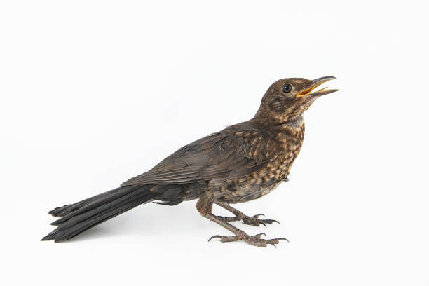 istock Female Eurasian Blackbird (Turdus merula) isolated on white background 981069956