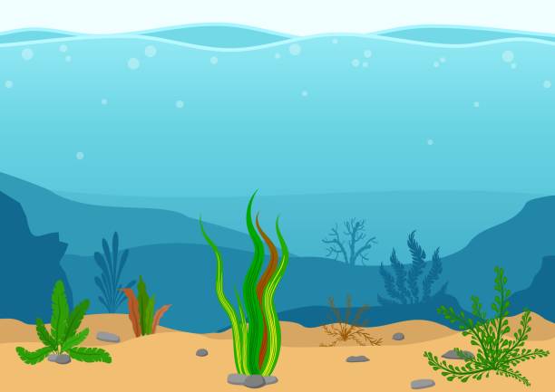 ilustraciones, imágenes clip art, dibujos animados e iconos de stock de paisaje submarino con algas. paisaje marino con arrecife. silueta de fondo de mar marina con algas. escena de la naturaleza en estilo de dibujos animados plana. ilustración de vector - inferior view illustrations