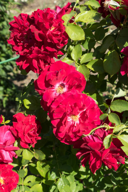roseira 'maxima de rosa gallica' com flores vermelhas. - gallica rose - fotografias e filmes do acervo