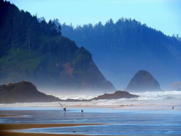 istock Early morning fog on Oregon Coast. 981076722
