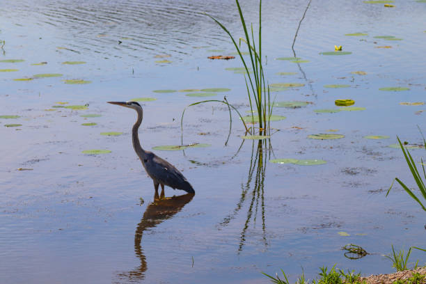 istock Heron from Savannah National Wildlife Refuge 981079458