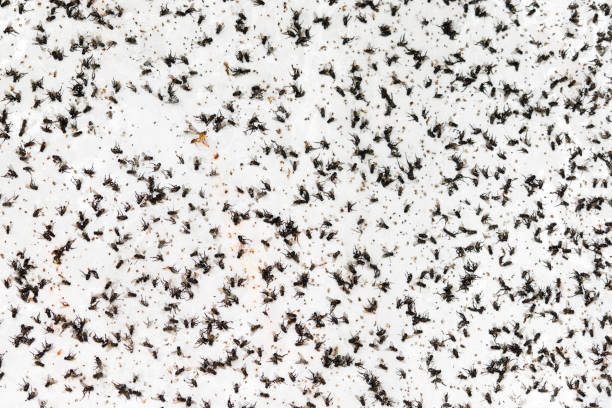 istock Flies Stuck To White Wall 2 981079572