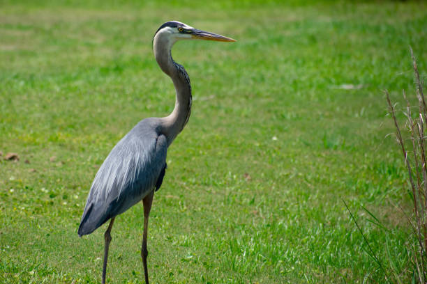 istock Birds of Virginia Beach 981080122