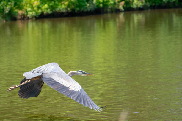 istock Birds of Virginia Beach 981080128