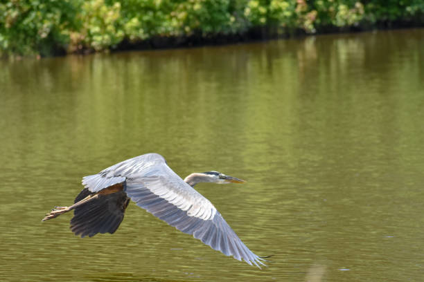 istock Birds of Virginia Beach 981080144