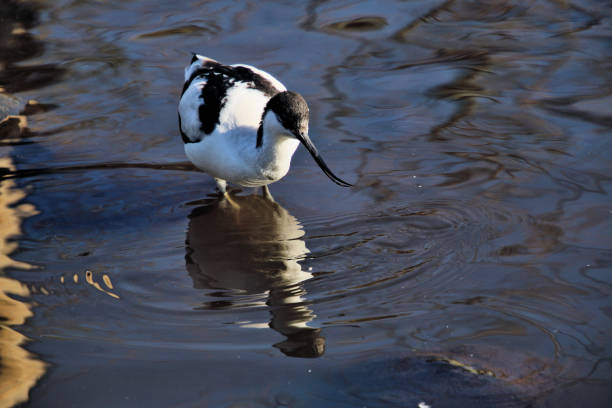 A picture of an Avocet taken at Martin Mere A picture of an Avocet taken at Martin Mere bucephala clangula uk stock pictures, royalty-free photos & images