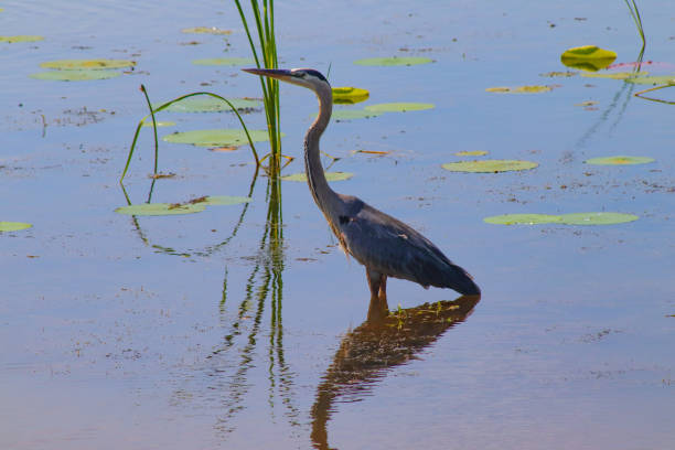 istock Heron from Savannah National Wildlife Refuge 981080536